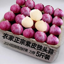 紫皮独头蒜新鲜湿蒜头瓣蒜现挖0.5-5斤整箱红皮大蒜种干蒜香正宗