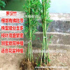 Green seedlings, bamboo seedlings courtyard green landscape bamboo seedling wall plant purple bamboo courtyard bamboo seedlings four seasons evergreen