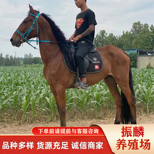 �Z�B�õ������T���Rһƥ �±����R���Rƥ�Bֳ���Z�B����T���R