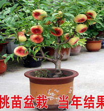 һ辰ϘͥԺ҃ͺ^pl؛