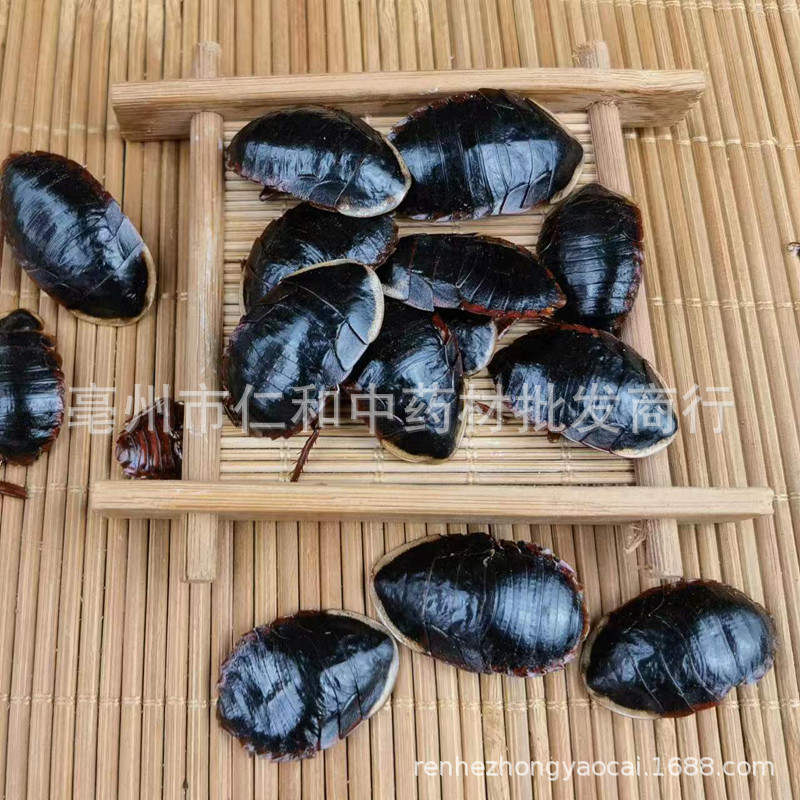 Golden Edge Ground Beetle Tu Bie Chong Dried Whole Insect Traditional Chinese Herb specifications