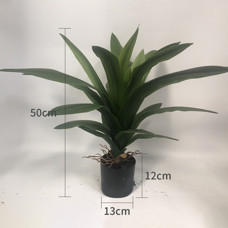 Planta en maceta de agave