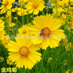 Large-Flowered Coneflower Seeds, Wild Chrysanthemums, Money Chrysanthemum Seeds, Flower Sea Perennial Root Flower Seeds for All Seasons