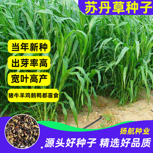 ���l�K���ݷN�Ӽ������������͟��ͺ��Bֳ�iţ���~�R�òݷN��