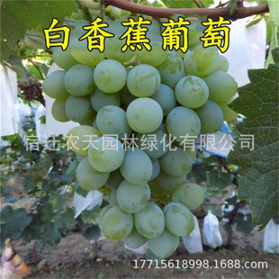 �޽�����㽶���ј��m��Ʒ�N�����ͺ�������߿��Ϸ��Nֲ���ٹ���