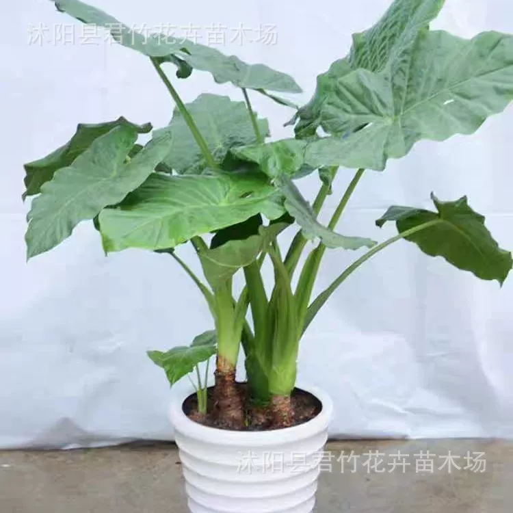 База Оптовая капает Гуаньинь в горшках гостиная Крытый большие зеленые растения просмотр листья зеленые растения