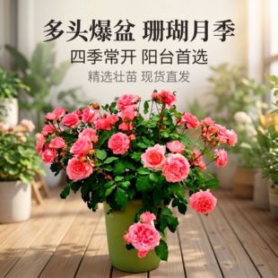 ɺ�������¼������ش󻨝����̨ͥԺ����õ���͕�Gֲˮ����ζ��