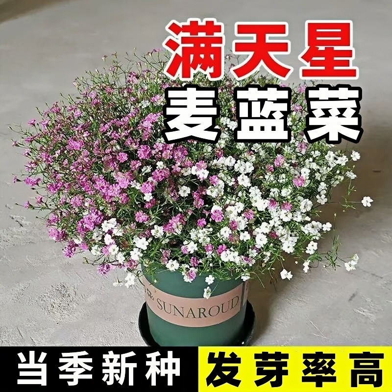满天星种子四季播种开花好养易活盆栽苗花卉植物室内花籽花种籽子
