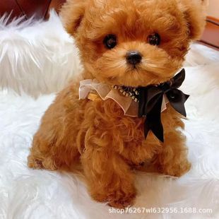 ���l�F�eȮ��Ȯ���w����С��̩��Ȯ̩�Ϲ�̩���܌���Ȯ�豭���ﹷ