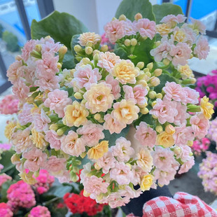 �L�ۻ������ذ�����󻨎����������ļ��҃��_�����B�Ļ���ֲ��