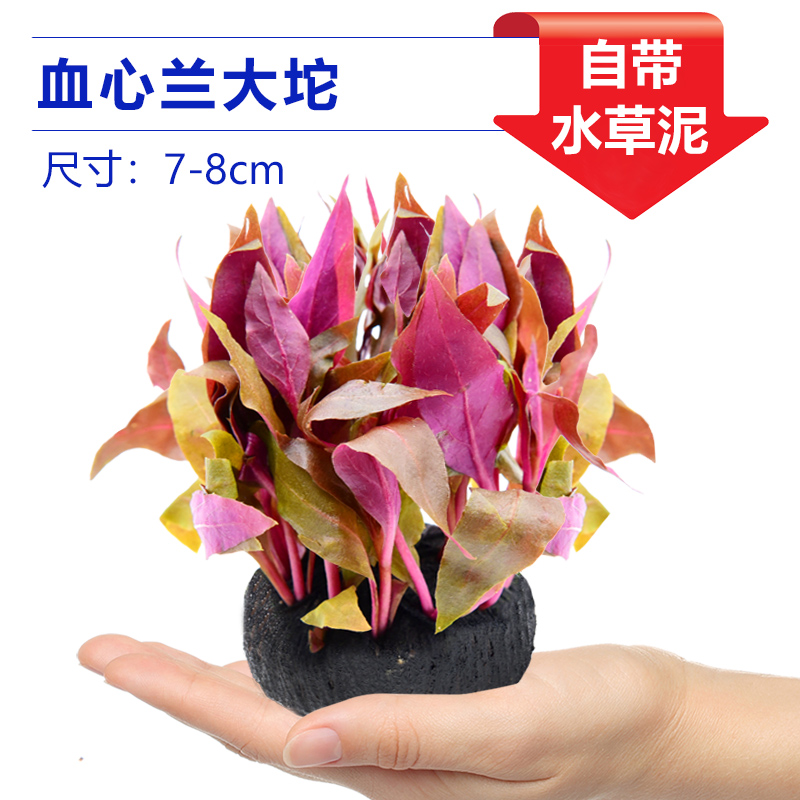 블러드 하트 오키드 빅 허브【얼리 어답터 가격❤특별한 제안]