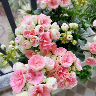 Double Geranium Potted Flower Seedlings Bloom in All Seasons and Are Continuously Hydrangea Seedlings with Buds
