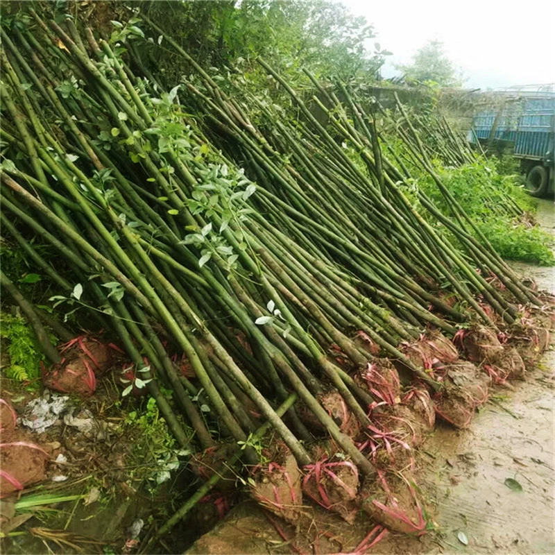 База Оптовая Cinnamomum камфора Рассада Вилла Двор Озеленение Растения Вечнозеленый Cinnamomum Камфора Средство от комаров Посадка на юге и севере