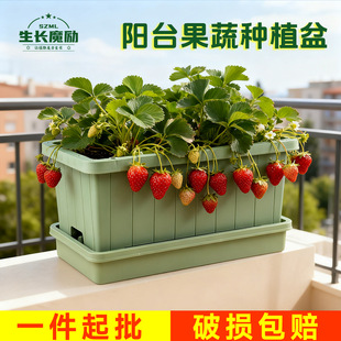 �L�����߲˷Nֲ������̨�N���茣������߲�ݮ�������ϻ��莧��