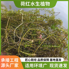 水培苦草根系发达基地供应盆栽净水抑藻鱼缸生态池造景成活率高
