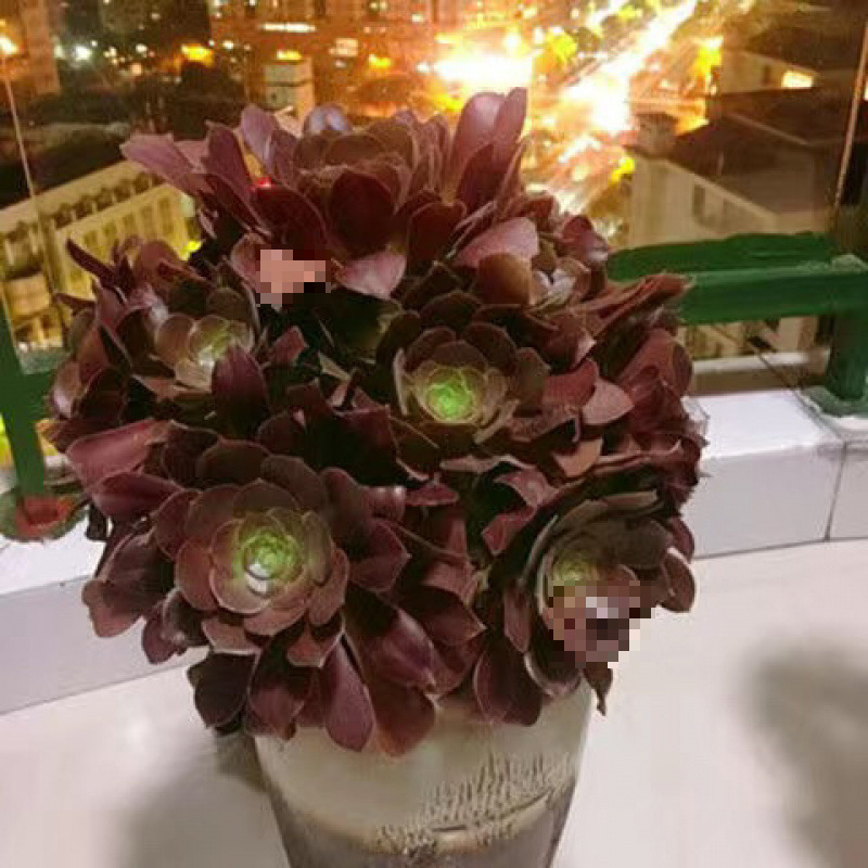 10개 이상의 머리를 들고 있는 초대형 장미 마법사 높이 25cm