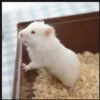 White bear
