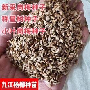 Newly Launched Gangmei Seeds, Small-Leaf Gangmei Seeds, Gangmei Scale Star Tree Seeds, New Arrivals, Gangmei Seeds