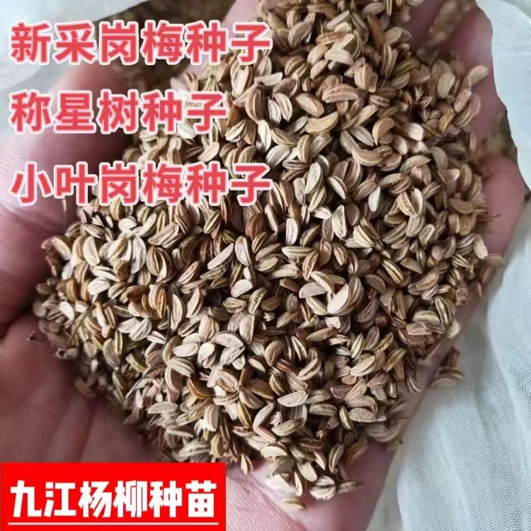 Недавно внесенные в список семена Гангмей Маленькие листья Семена Гангмей Баньсин Семена деревьев Новый список семян Гангмей
