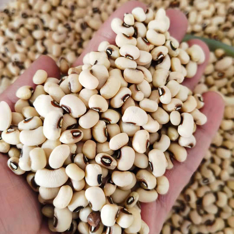 검은 입 백색 cowpea 곡물 백색 cowpea 백색 쌀 콩 눈썹 콩 도매 곡물 공급 대량 다크 브라운 입