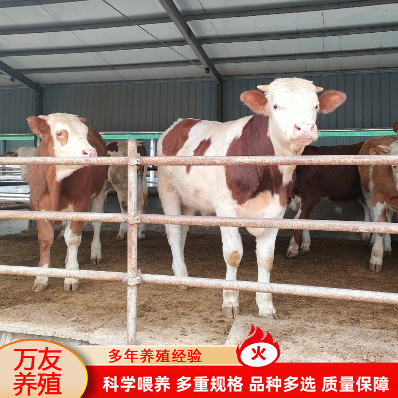 西门塔尔牛肉牛养殖效益与饲养成本 改良鲁西黄牛肉牛犊核算