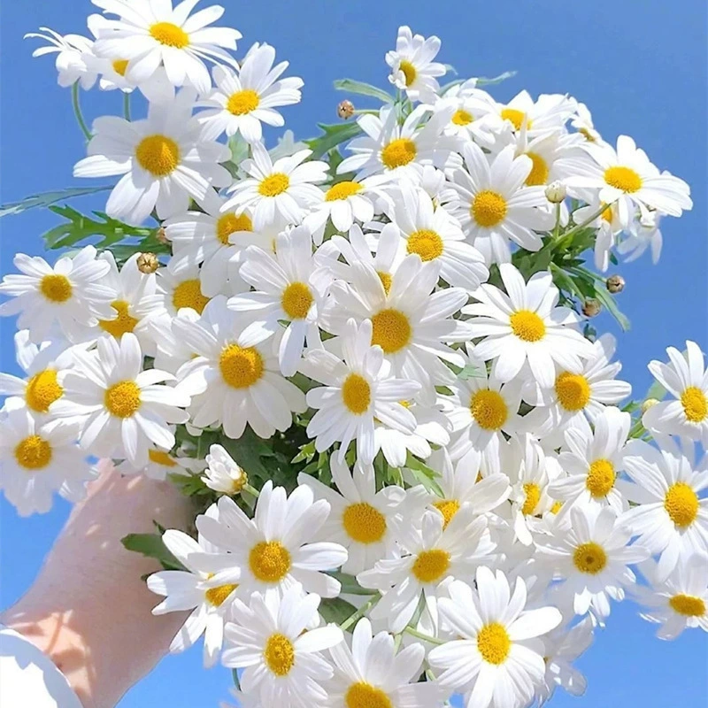 Семена римской ромашки Семена Цветочная рассада в горшке Четыре сезона Цветы Хорошее выращивание Посадка на балконе Рассада Легко сеять весной