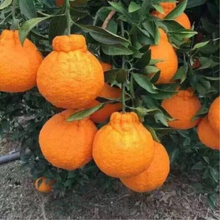 �Ĵ��������l�޽Ӳ�֪�������ļ�������