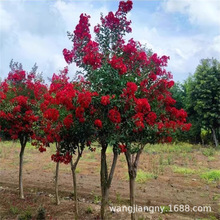 百日红紫薇树苗耐寒绿化工程苗园林观赏花卉植物地栽红火箭紫薇树
