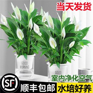 ����һ���L�������ˮ��ֲ��G�}�҃��r��������B�Gֲ�t�ưlؔ��