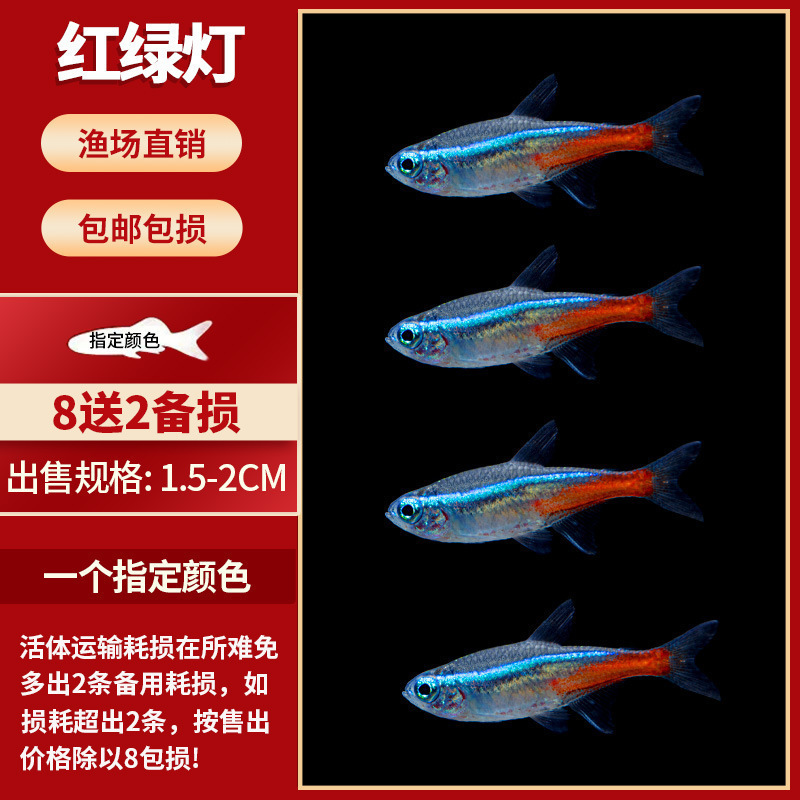 Lamko Fishは稚魚の飼育に適しており、生き残りやすい、淡水観賞魚、小さな孔雀、ゼブラフィッシュ、大型熱帯魚です。|undefined