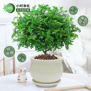 �����������ľ������ò�ֲ���҃��⻨���Ϙ��辰�׻��������·