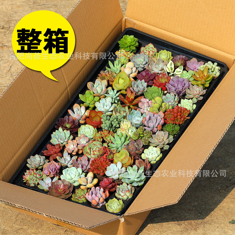 Whole Box of Succulent Potted Plants Can Be Mixed and Wholesale, Good Varieties of Succulent Flowers, Balcony Florals and Green Plants