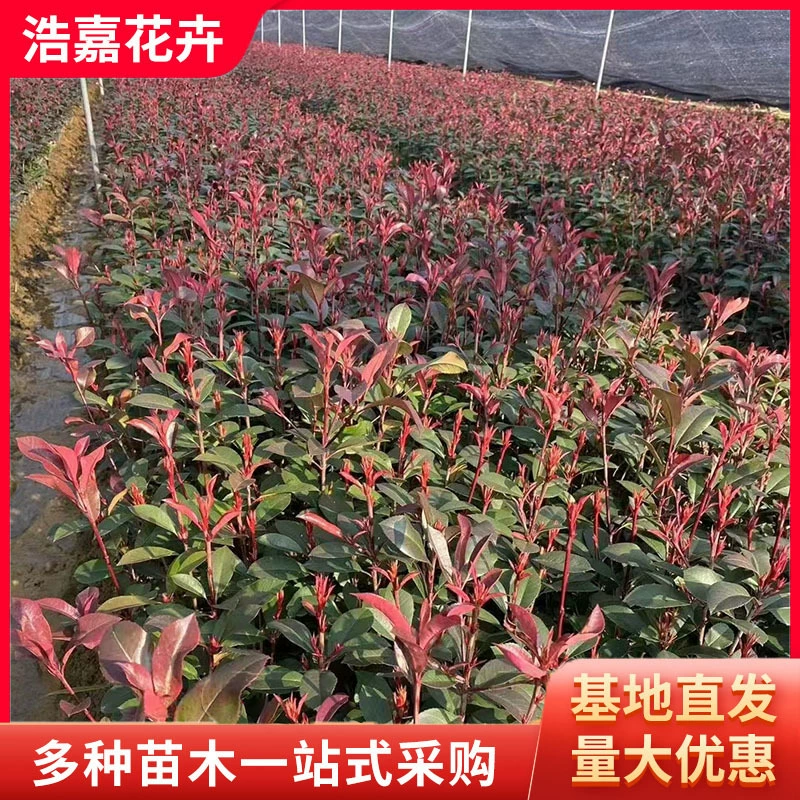 Саженцы дуба с красными листьями для общественного озеленения, пламенно-красная изгородь, многовидовые кустарниковые цветочные шары, саженцы дуба для общественных дорог.