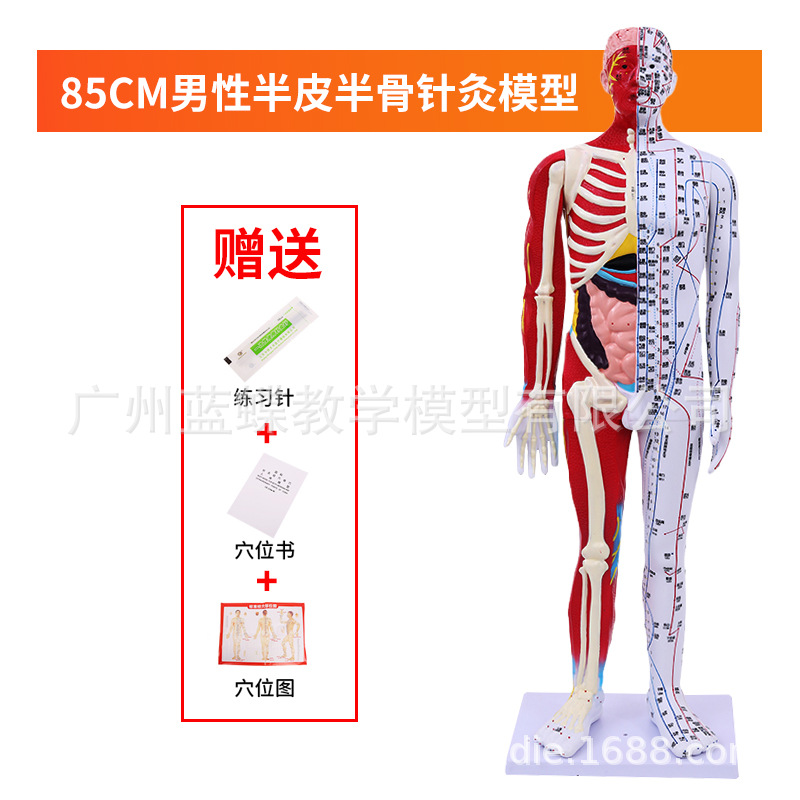 85CM��Ƥ�뼡������������Ѩλ����ģ��ȫ����ҽʮ������ͼͭ��