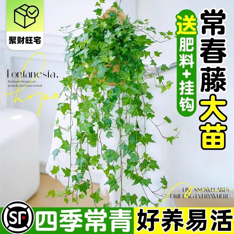 Ivy Potted Indoor Hanging Climbing Foliage Plant Green Leaf Hanging Orchid Balcony Evergreen Formaldehyde-Absorbing Green Plant All Year Round