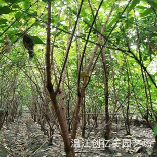 Wholesale of Wintersweet Saplings, Ornamental Clump Wintersweet in the Sidewalk and Courtyard, Height 1.5- 2.5m