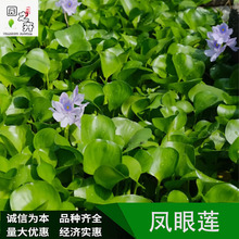 园之卉绿化园出售水葫芦 凤眼莲 浮水草本 耐寒 易存活