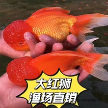 红狮金鱼国狮冷水小金鱼淡水鱼好养耐活精品红狮不加温便宜