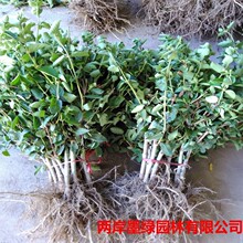 ���y���������� �t�����S��ɫ�̶��������� �辰��Ԯֲ����y��