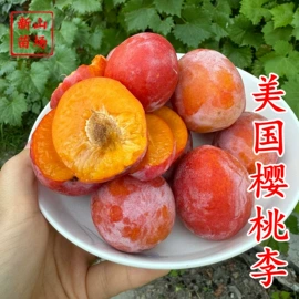 园林果树;乔木;灌木