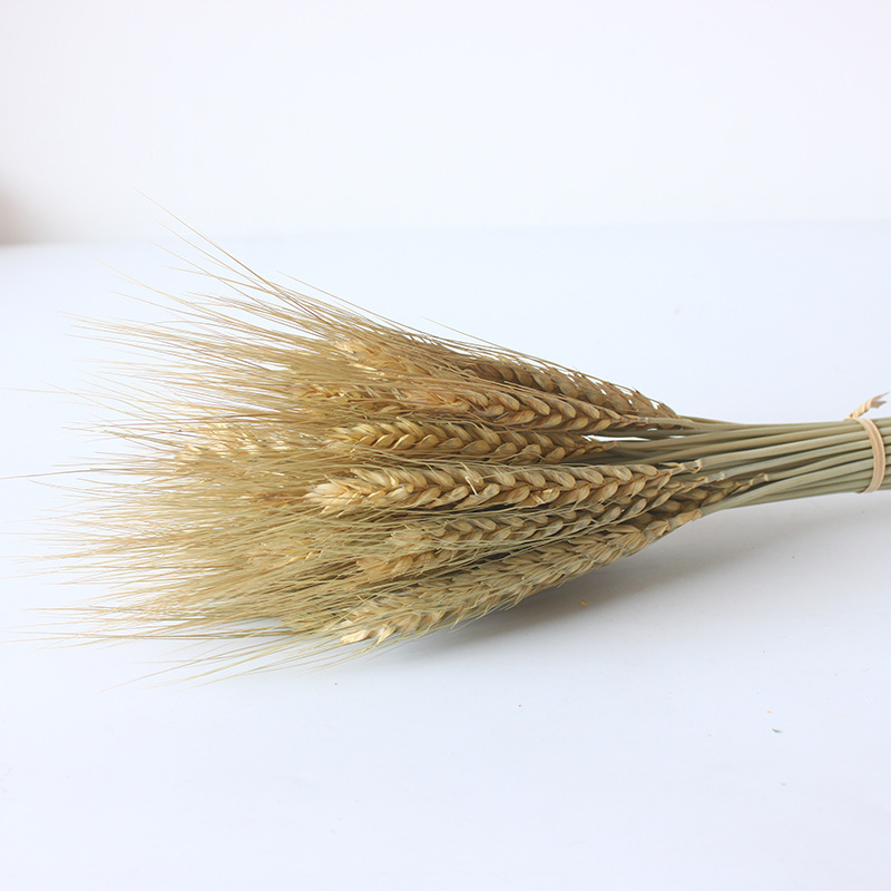 오리지널 컬러 밀(50개들이 1다발)