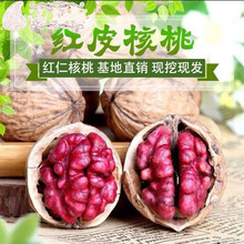 果树苗 美国红仁核桃苗 红皮红核桃树苗嫁接苗紫皮核桃苗南北方种