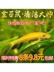 金苔鼠热带观赏鱼清道夫鼠鱼鱼缸除藻鱼清洁鱼活体工具鱼吃垃圾鱼