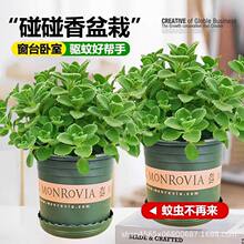 驱蚊草盆栽植物室外室内阳台驱蚊种籽庭院香叶天竺葵开花净化空气