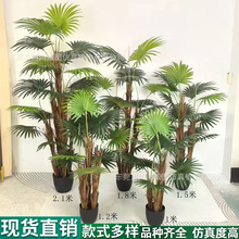 仿真绿植扇葵树蒲葵盆栽仿生散尾葵盆景摆件客厅葵树装饰仿真园艺