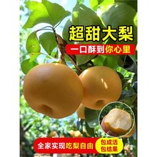 ����������������Xɽ���Ϸ��������Ե���ͥԺ�ļ��Nֲ�������