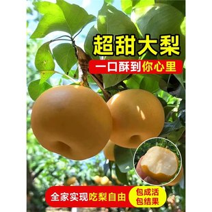 ����������������Xɽ���Ϸ��������Ե���ͥԺ�ļ��Nֲ�������