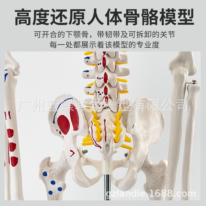 85cm�������ģ��170cmȫ�����˹Ǽ�����ģ��С���ý�ѧ��׵ģ��