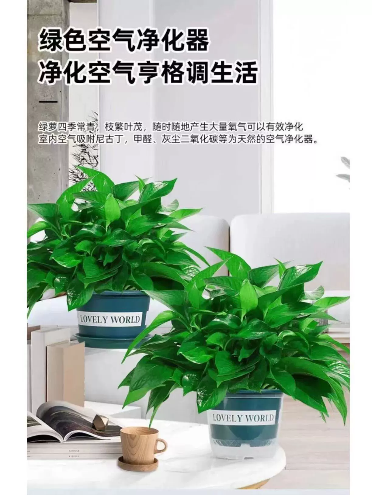 Зеленые растения в горшках для новых домов в помещении, удаление формальдегида, легкие в уходе офисные растения, растения для гостиной, длинные лозы, висячие зеленые растения.