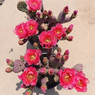 Red Flower Little Rita Northern Open-Air Cactus Drought-Resistant Potted Succulent Plant Opuntia